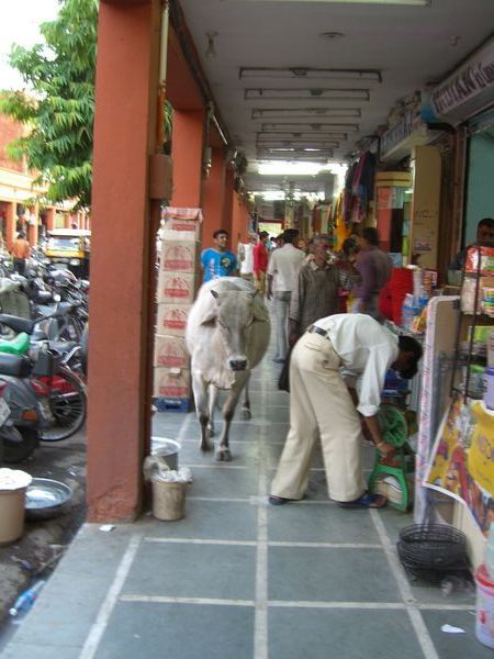 A local cow getting some shopping in at Jaipur