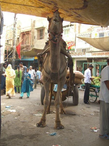 Face off with a camel in Bikaner's bazaar