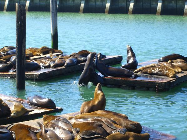 Cute sea lions playing on the pier