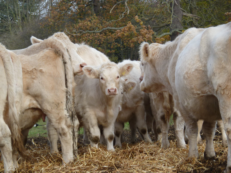Grazing calves