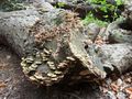 Fungi growing on the oak trunk
