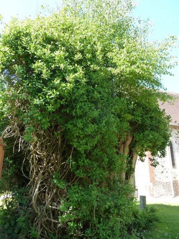 Champion Yew Tree