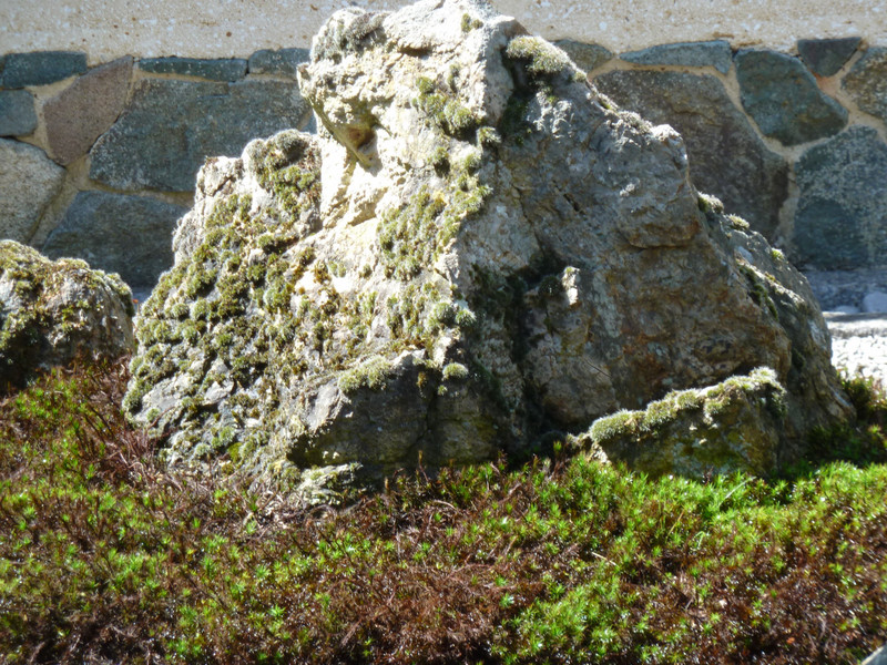 Rocks surrounded by the moss