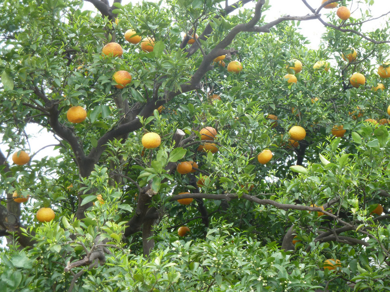 Summer Orange Trees