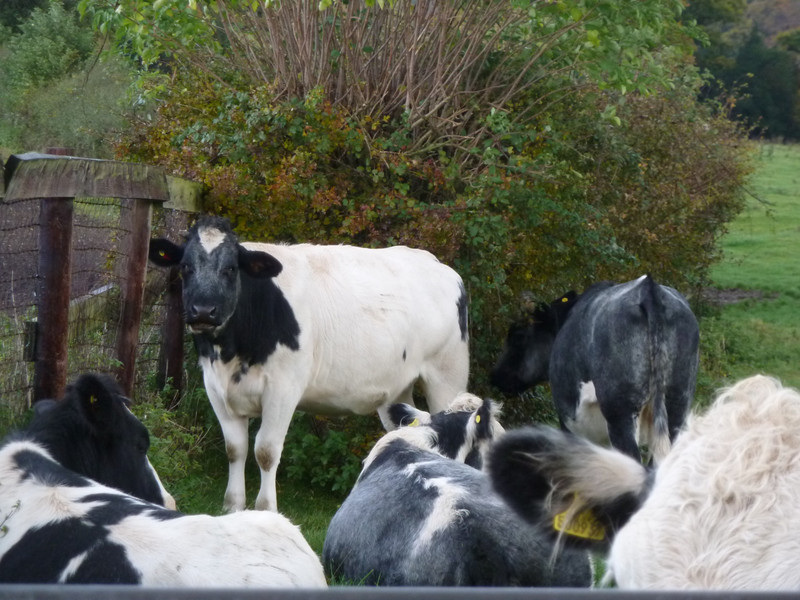 Bush cattle on the pasture land near Aldbury