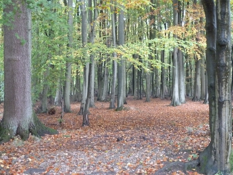 The woodland along the Ranger's walk