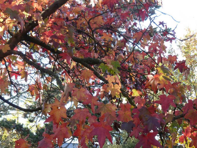 enchanting autumnal leaves