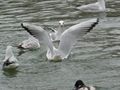 active seagulls 