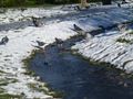pigeons standing and walking on the icy water course 