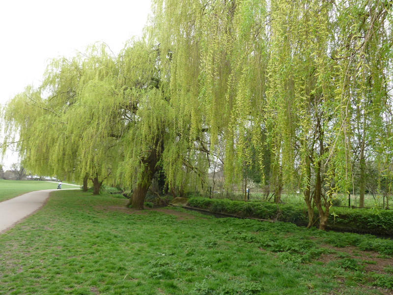 Willows at Arnos Park