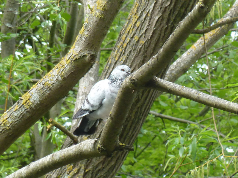 White Dove in the tree