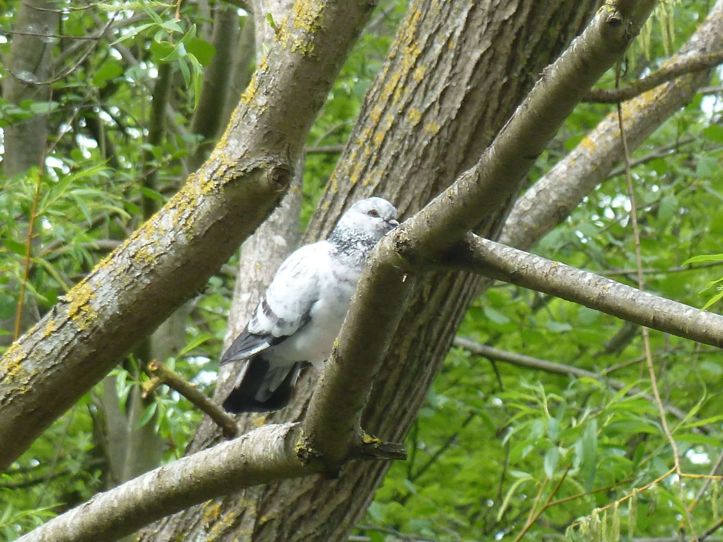 white-dove-in-the-tree-photo