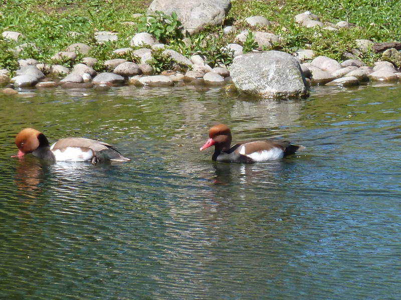 ducks on the serpentine lake