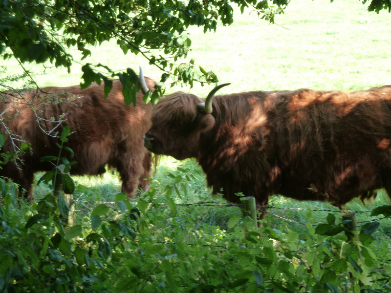Highlands Cows