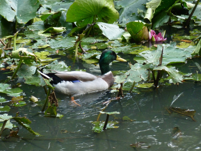 duck on the pond with water lilies 