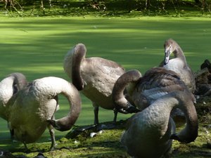 swans at Long Melford Country Park