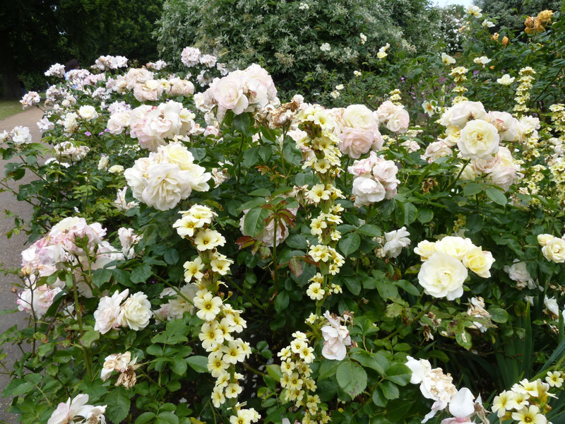 Roses on 3 June