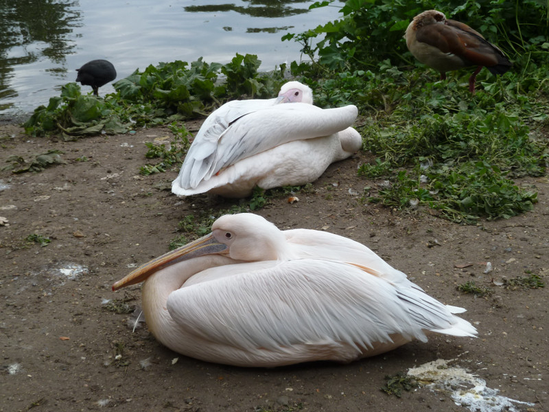 pelicans in St James Park
