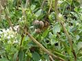 snails