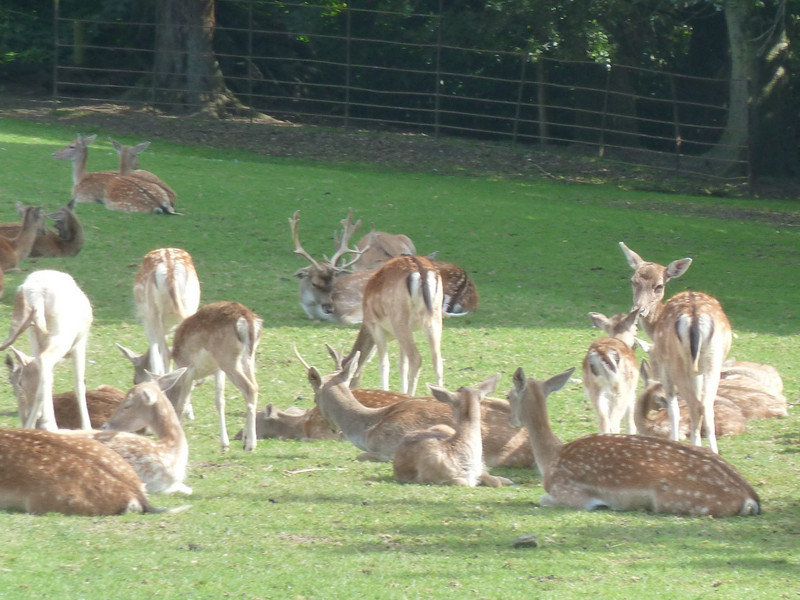 deer in front of Prideaux Place