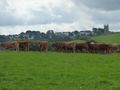 Jersey cows on the grazing field with the background of the village