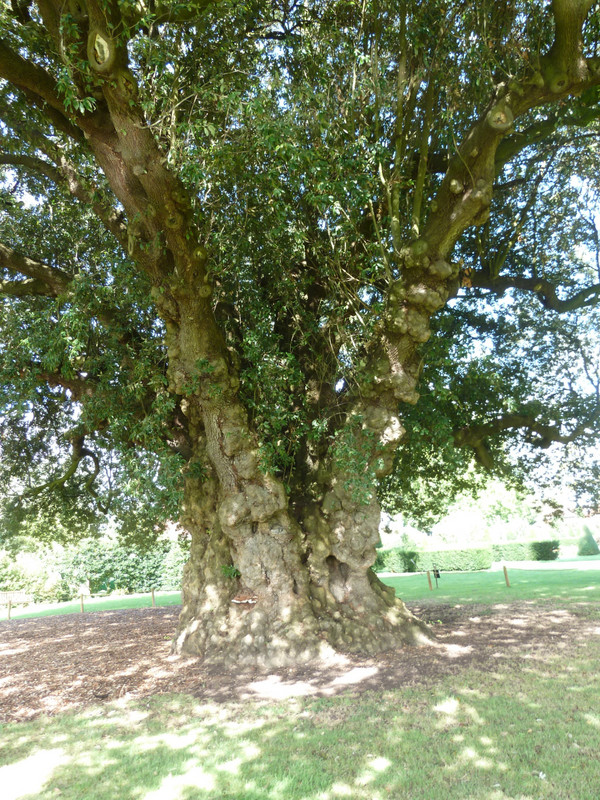 400 year oak