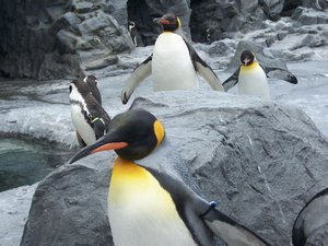 Penguines