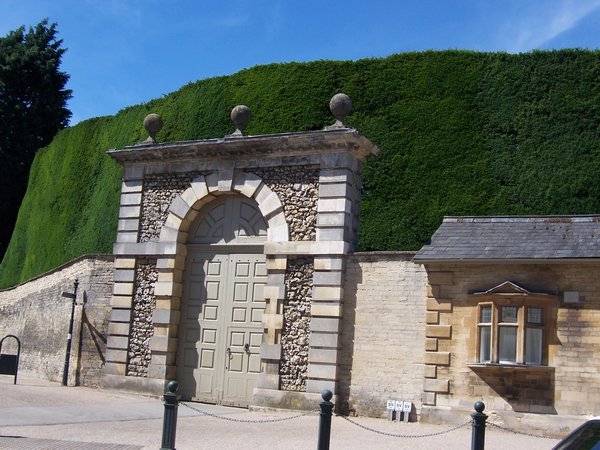 Yew Hedge