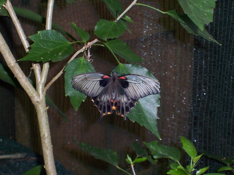 Butterfly museum