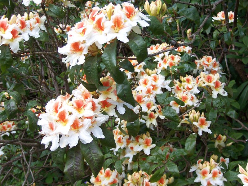 Rhodondendrons
