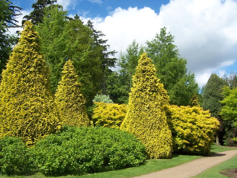 Conifer Collection, Pinetum