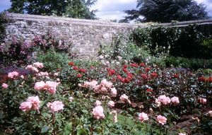 Hybrid Tea roses