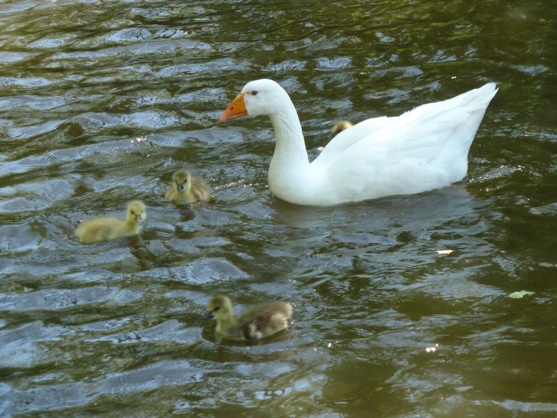 Ducks and goslings