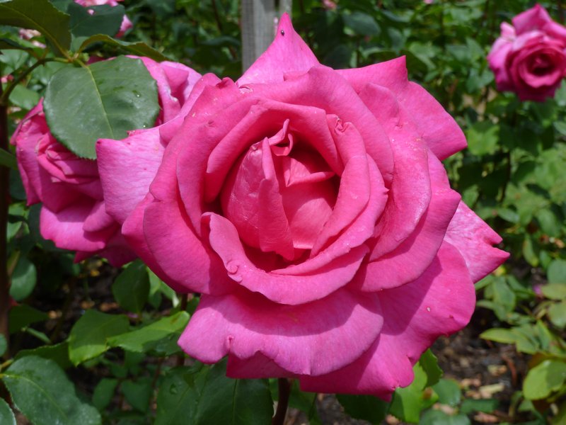 Old Rose Garden
