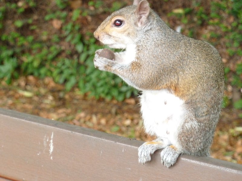 Friendly squirrel