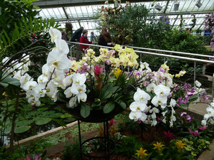orchid-exhibition