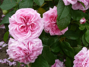 scented-roses