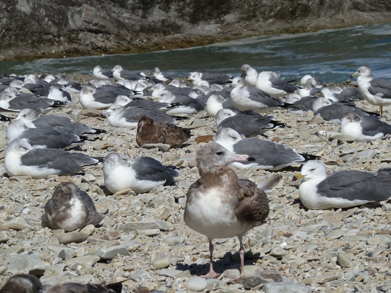 Black-tailed gulls on the paradise beach
