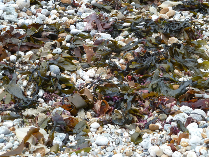 seaweed washed up to the shore
