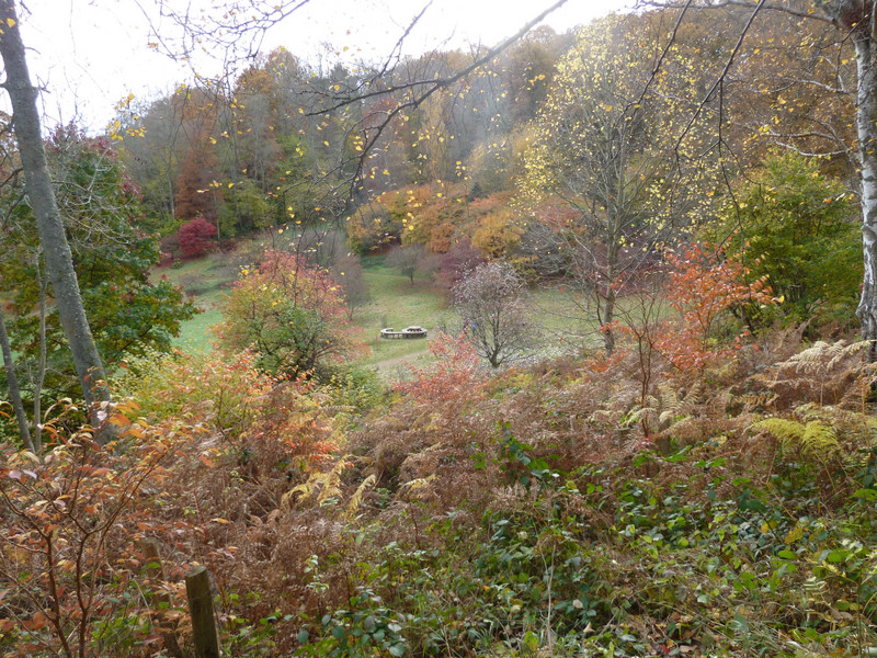 Woodland garden in Autumn