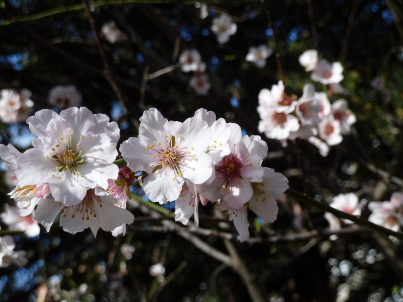 plum blossom trees