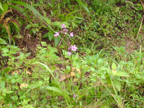 Orchids by the side of the road