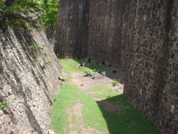 Goats at the fort