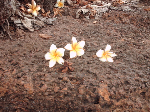 Champasak - Flowers