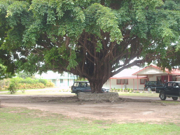 Tonga - Haapai - Shade Tree