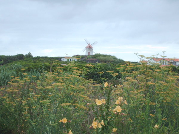 Windmill and Flowers