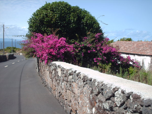 Another wall and flowers