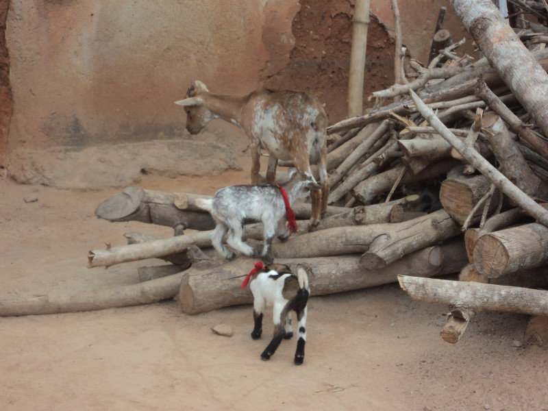 Little Goats