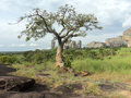 Tree with Pungo-Andongo