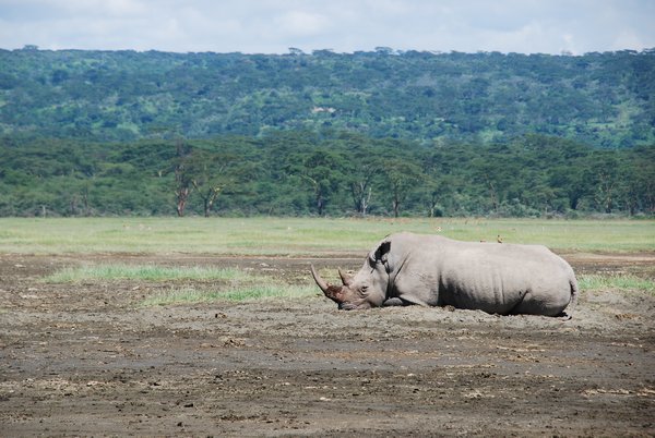 Huge Rhino!!